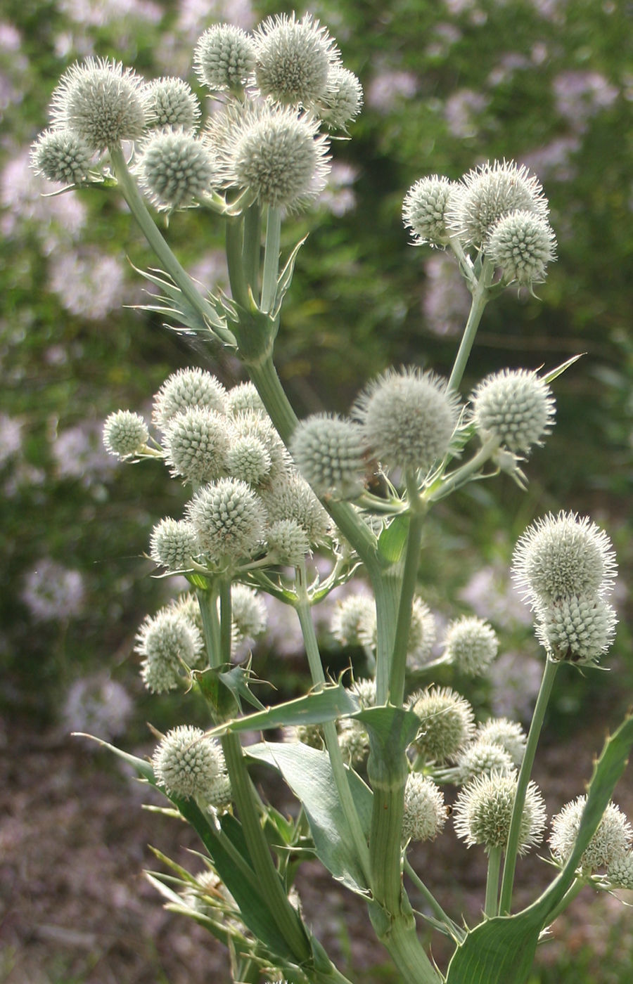 Pollinator wildflowers
